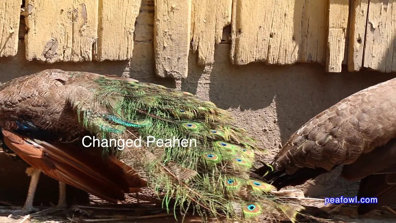 Peahen (girl peacock) changes to peacock, Peacock Minute, peafowl.com