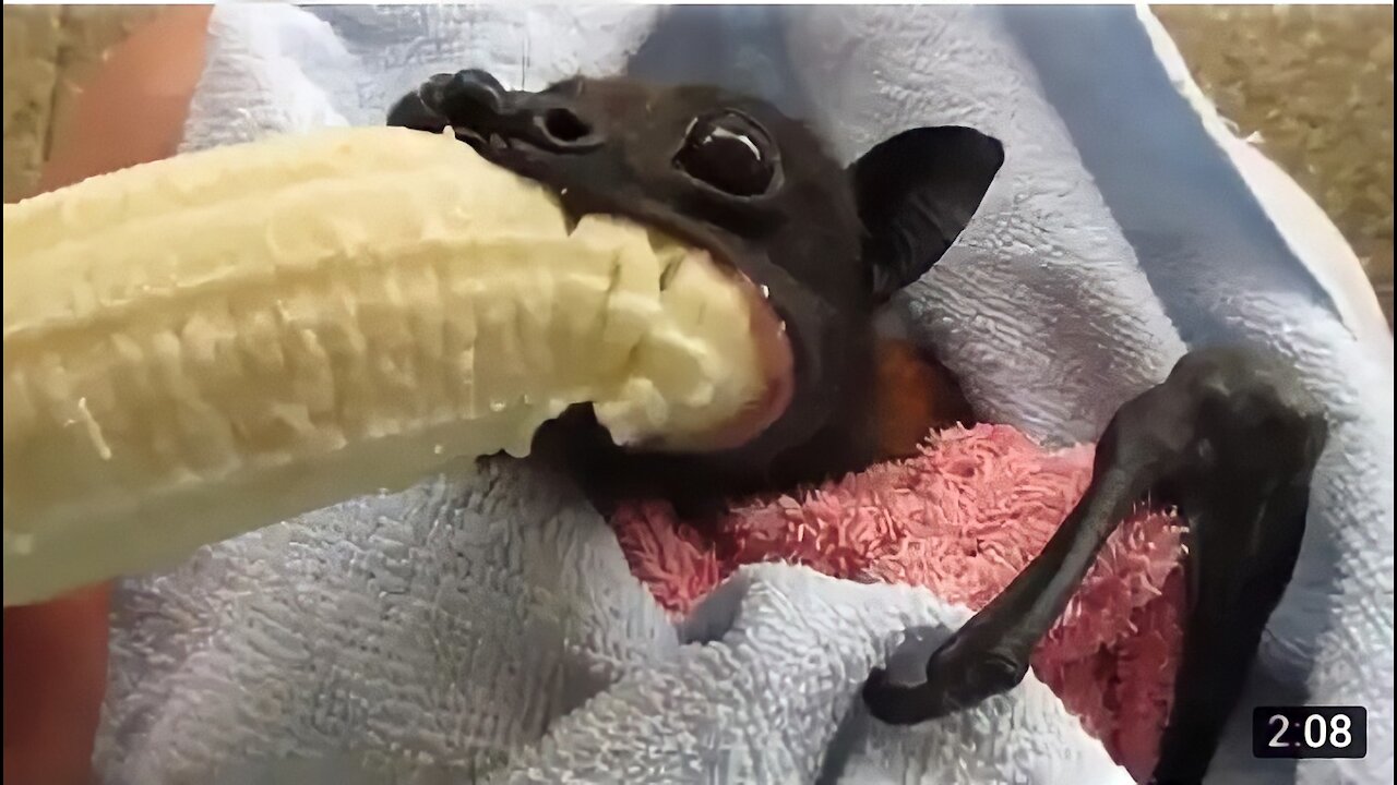 He's Cranky': Rescued Bat Enjoys Banana y