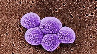Palm Beach County schools cleaned over MRSA concerns