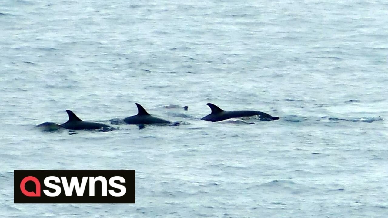 Pod of dolphins enjoy feeding frenzy off Cornish coast