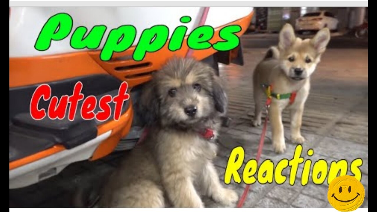 Cute Puppies React When Being Filmed 2 Cutest Baby Dogs | Viral Dog