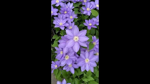 Lovely lavender flower