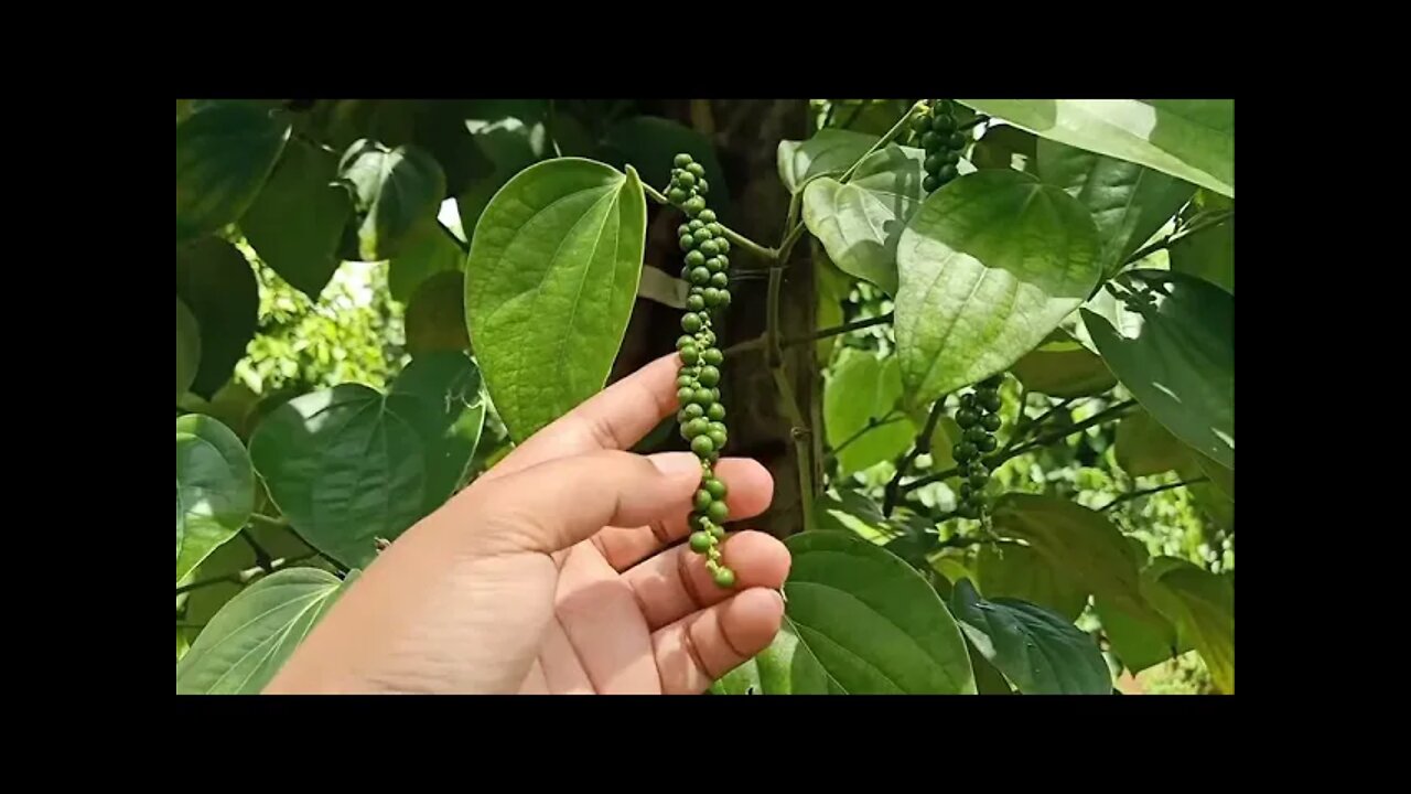 AgriCambo Natural Life