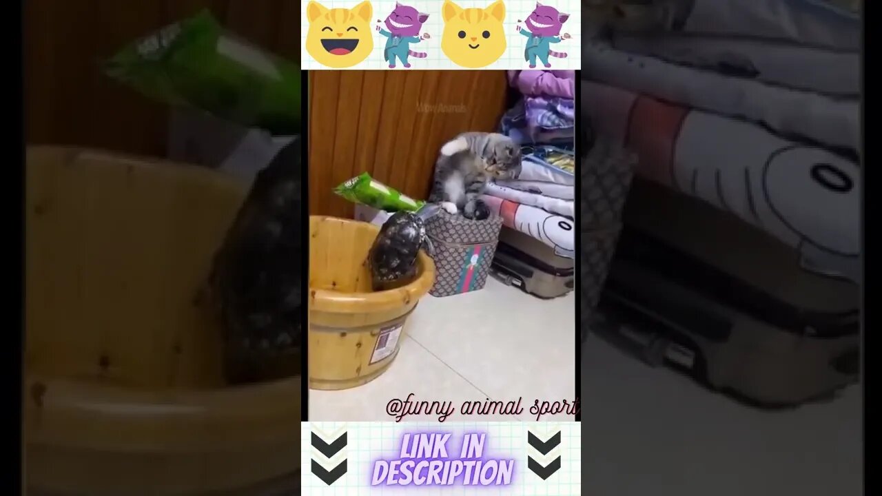 funny animal cat