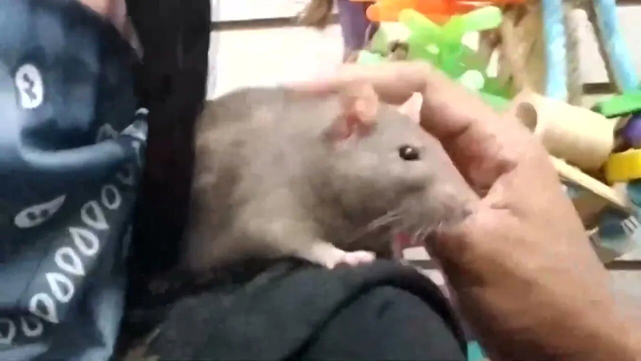 SHOPPING WITH MY PET RAT!