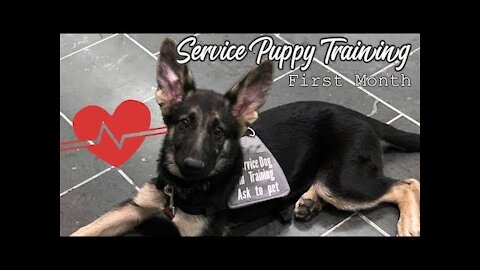 🐕 Puppy's First Month of Service Dog Training 🐕