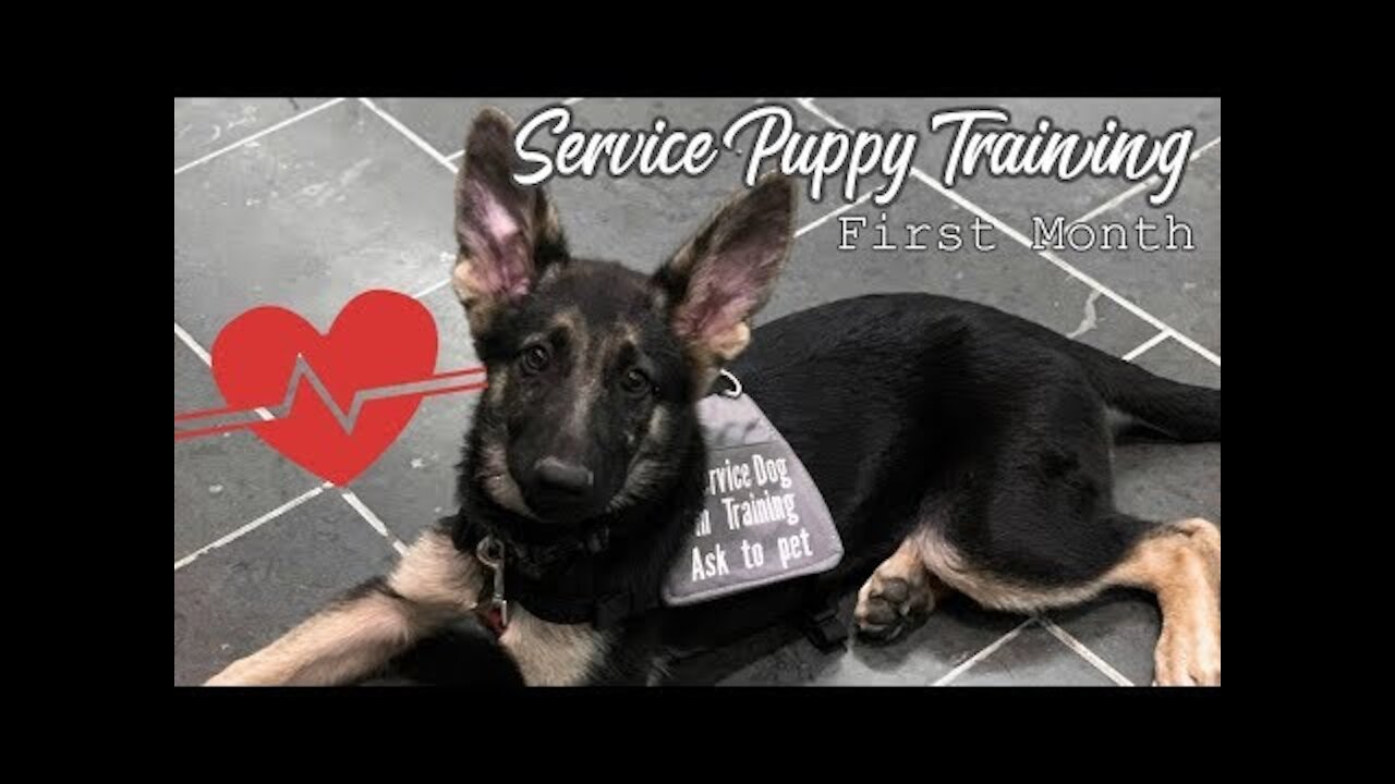 🐕 Puppy's First Month of Service Dog Training 🐕