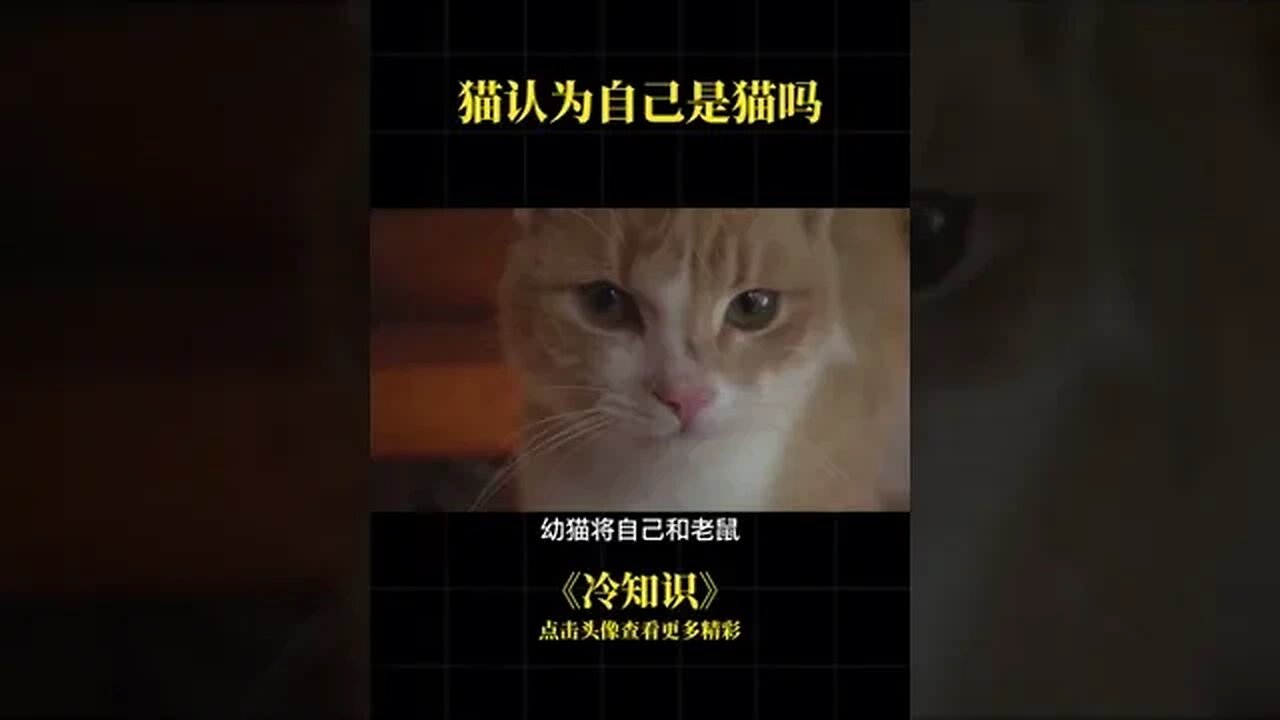 Think of themselves as a cat cat