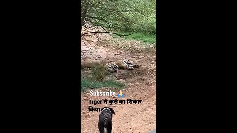 tiger hunt dog 😱