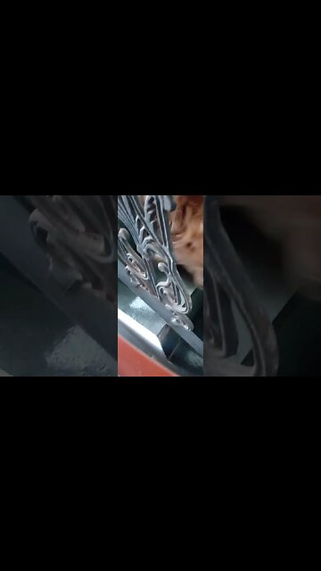 #dog, #animals , #animals , #cachorro , #friend (1)