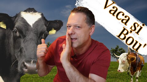 Vaca si Boul