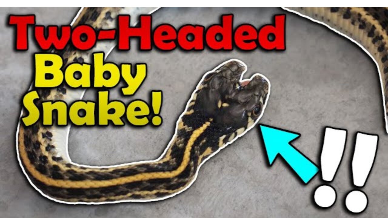 Our Snake Gave Birth to a Double-Headed Baby!