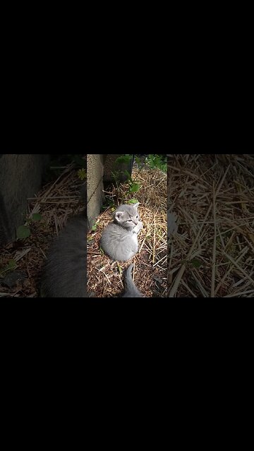 Mew-sings of a Silver Puffball