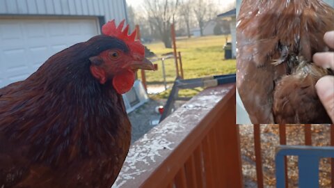 My Rhode Island Red Hen Was Attacked!