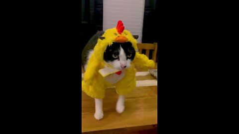 Funny cat chicken