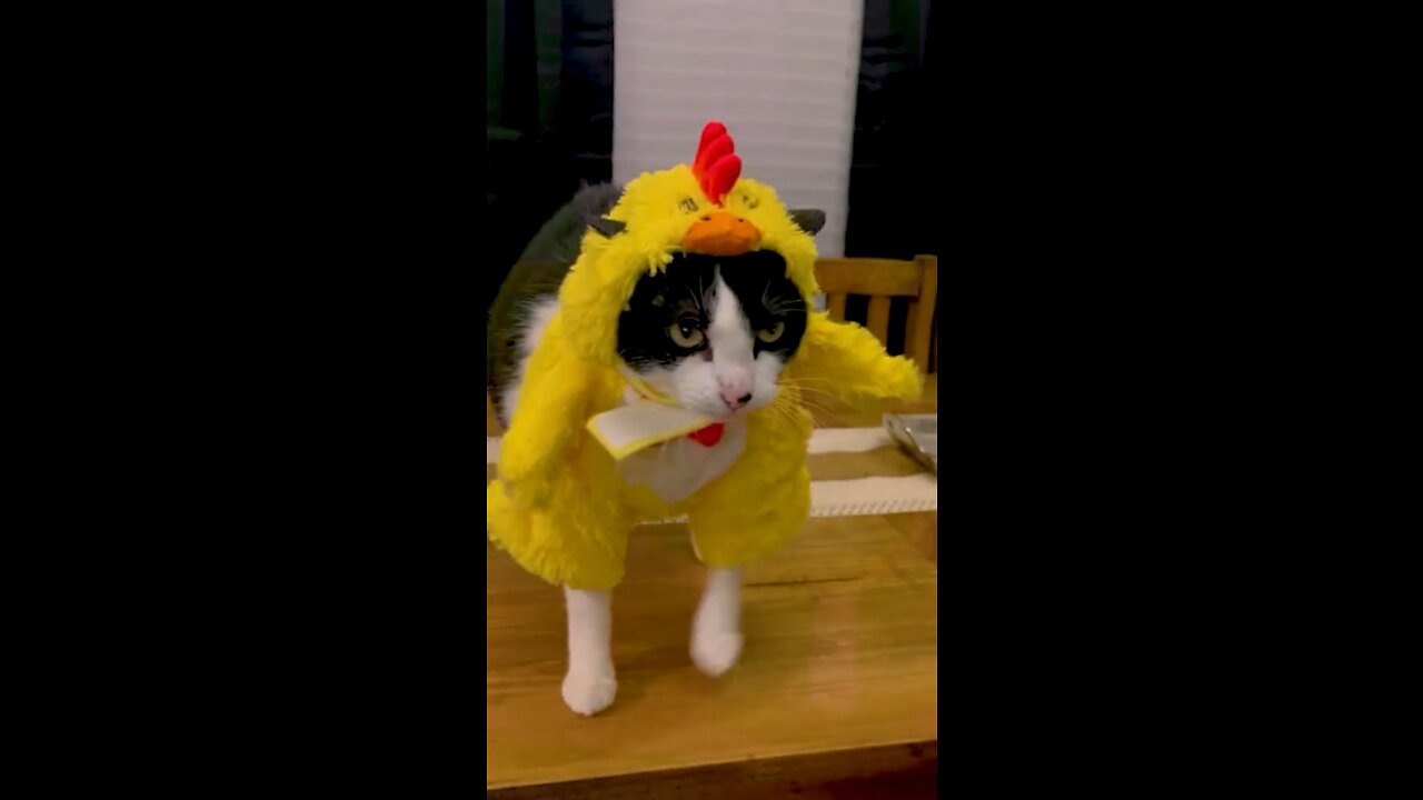 Funny cat chicken