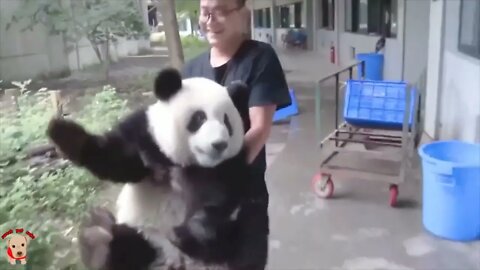 Cute panda video collection，Filmed in Chinese panda