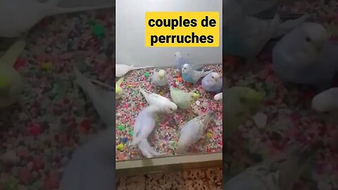 couples de perruches