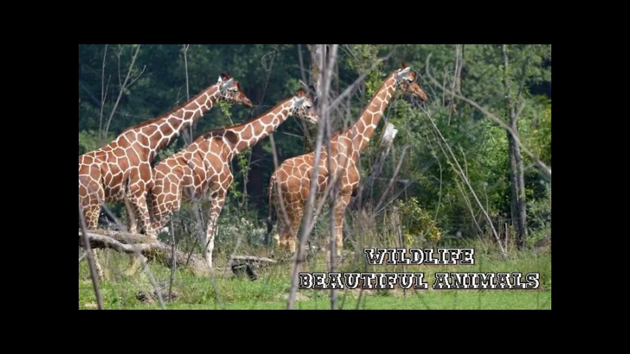 🌿wildlife Beautiful Animals🐆🦌🐅🐫🦏🐘 many animals🌿