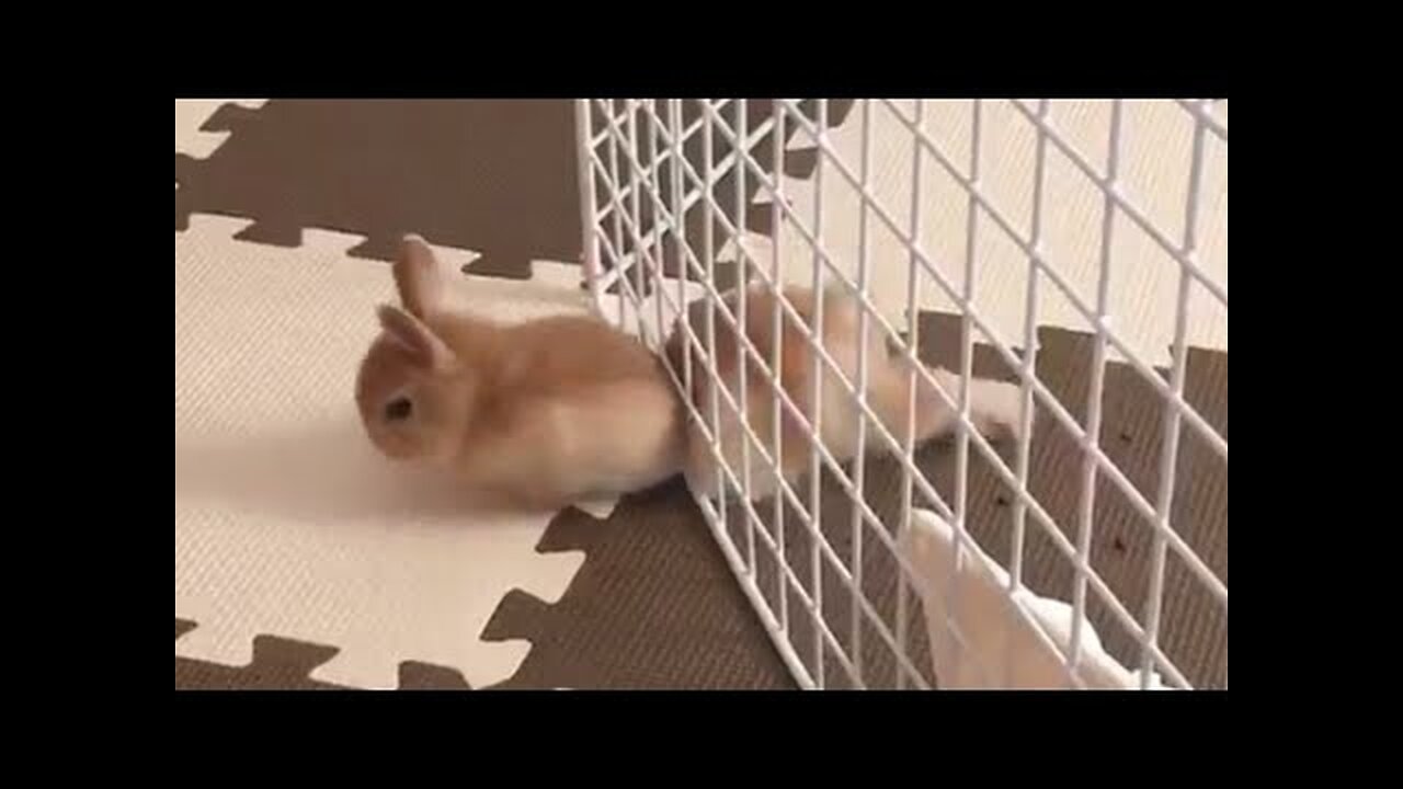 Pet Escape Artists | Funny Pet Video Compilation