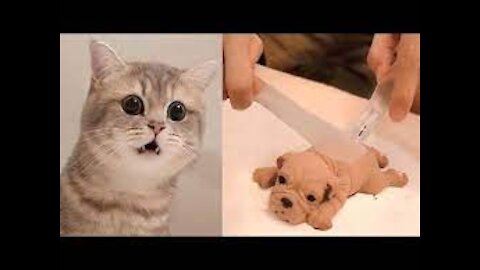 Cat Reaction to Cutting Cakes,Funny Dog Cake Reaction Compilation