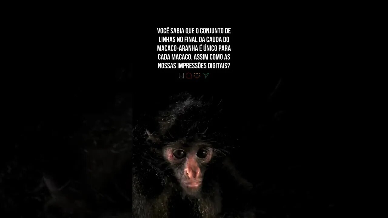 Macaco aranha tem a cauda única como as digitais do ser humano #shorts