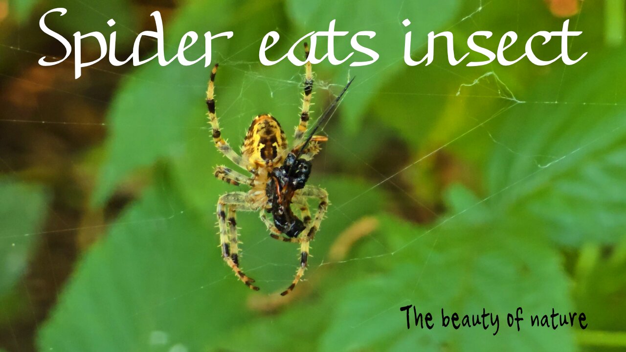 Spider eats insect / beautiful spider in close-up