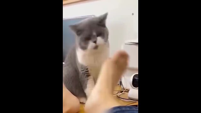 funniest cats and dogs video