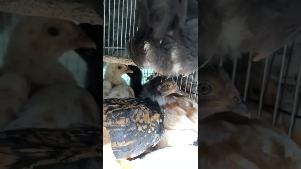 6 week old chicks 🐥 arrive!