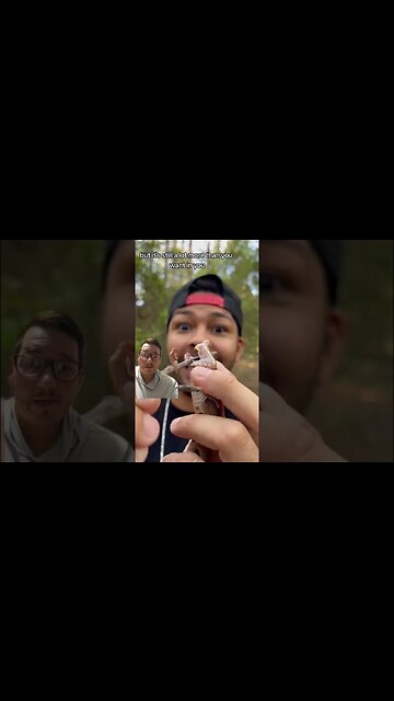 Viper fangs are marvels of nature