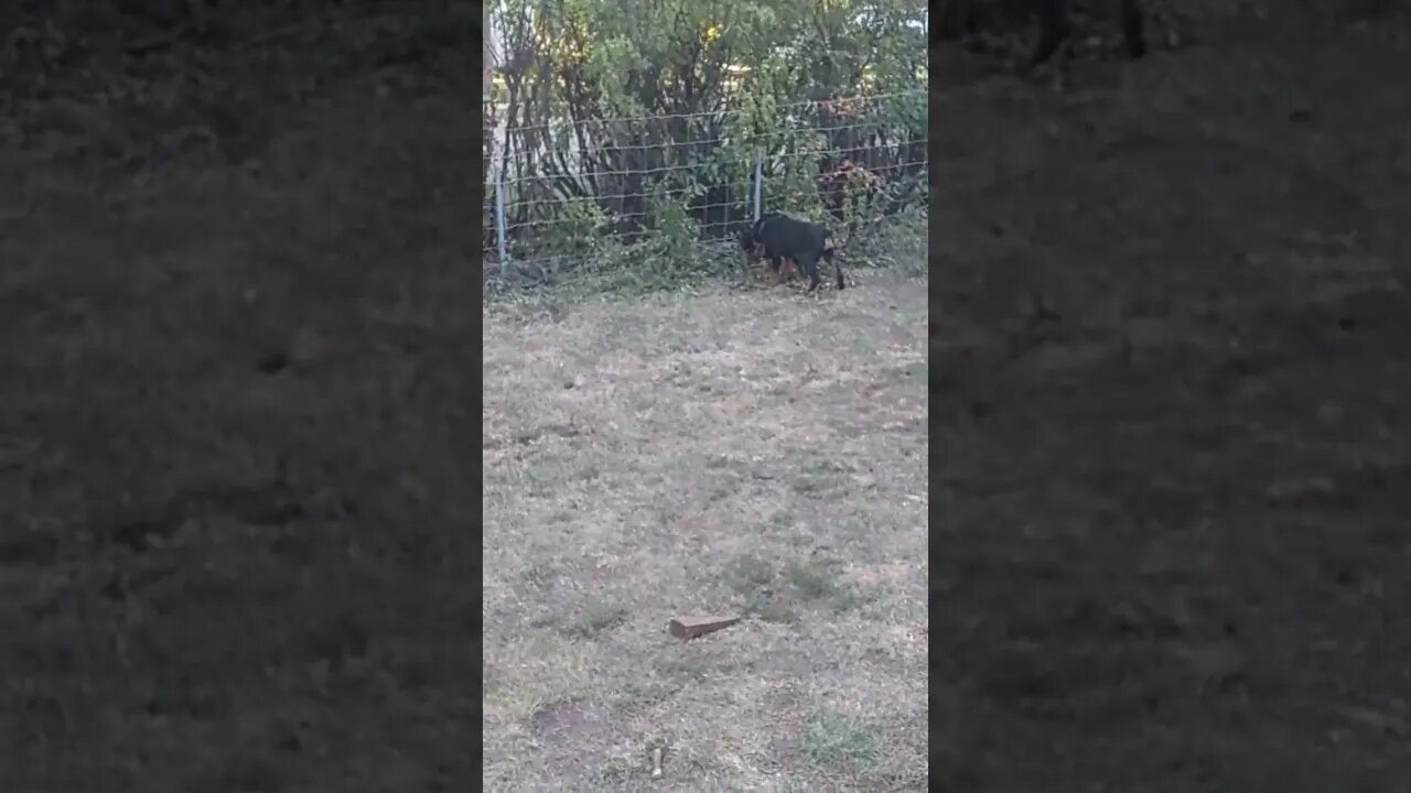 Rottweilers - Ed & Faye. O.K., I'm Tapping Out. I Surrender...These Guys Don't Stop. Any Sitters?