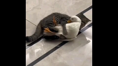 cute cat You sleep with me today, baby pigeon😂 trending video
