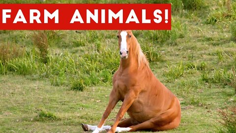 The Funniest Farm Animals Home Video Bloopers