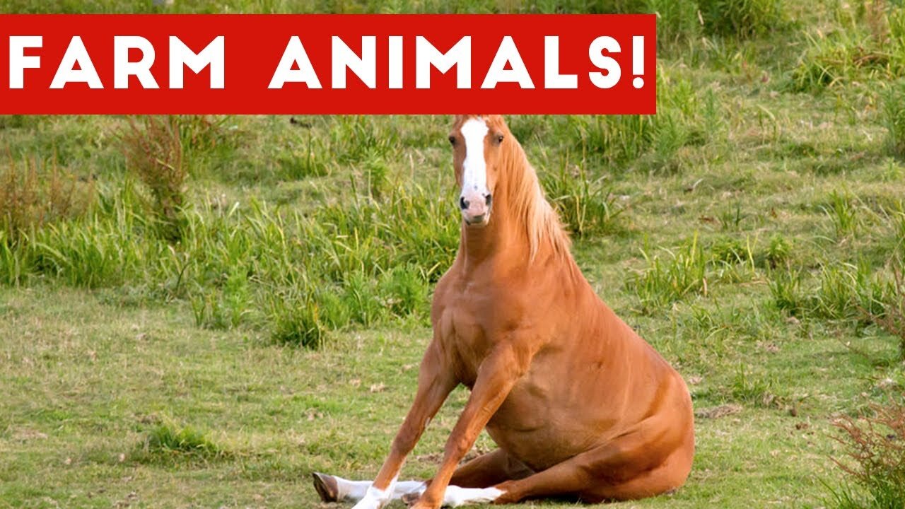 The Funniest Farm Animals Home Video Bloopers