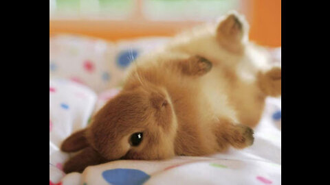 OMG the cutest Bunny ever