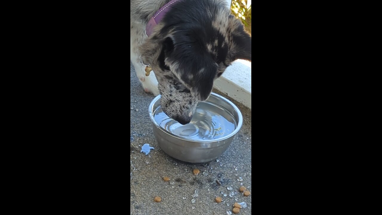 snorkel dog