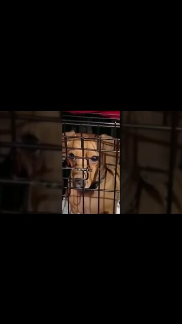 Max's Saddest Night. He didn't want to go to bed lol. #dachshund