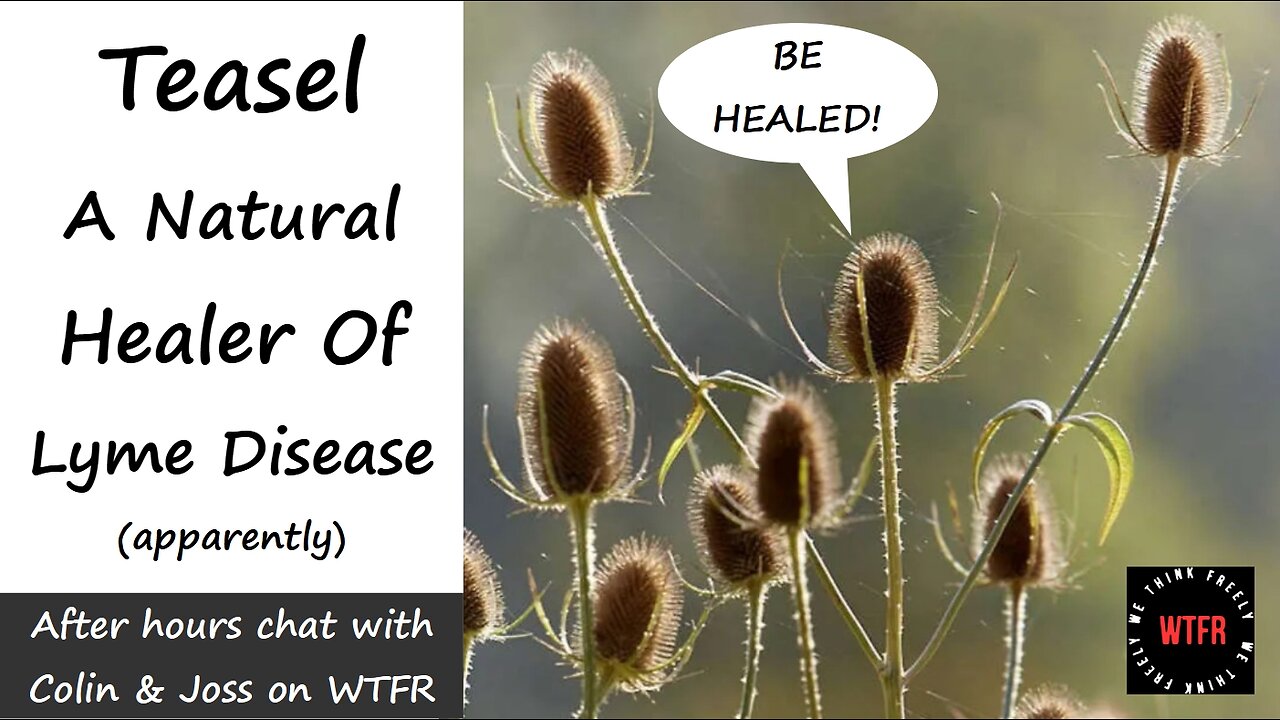 Teasel - A Natural Treatment for Lyme Disease (apparently), (allegedly), (rumour has it)...