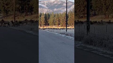 #elk #montana #shorts #elkherd