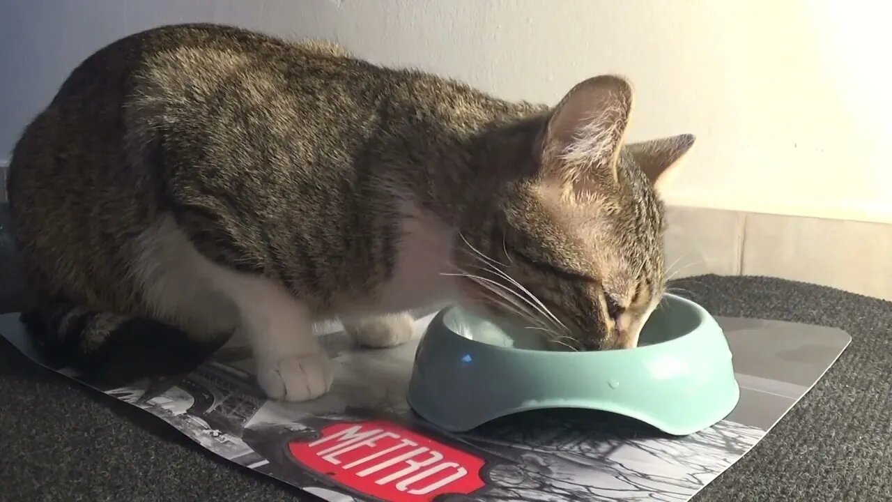 A Hungry Little Cat