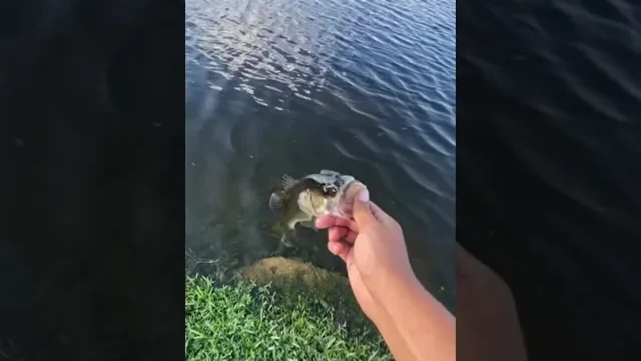 2 BASS on the shaky head rig!