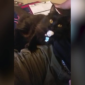 Cat With A Cotton Ball On Her Tongue