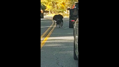 Turkey chasing car and stops it