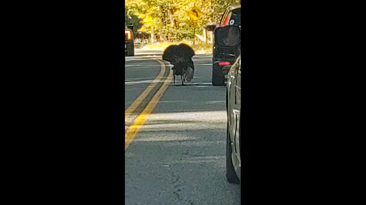 Turkey chasing car and stops it