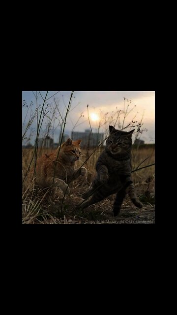 Funny Cats and Kittens Meowing Compilation #06 #shorts