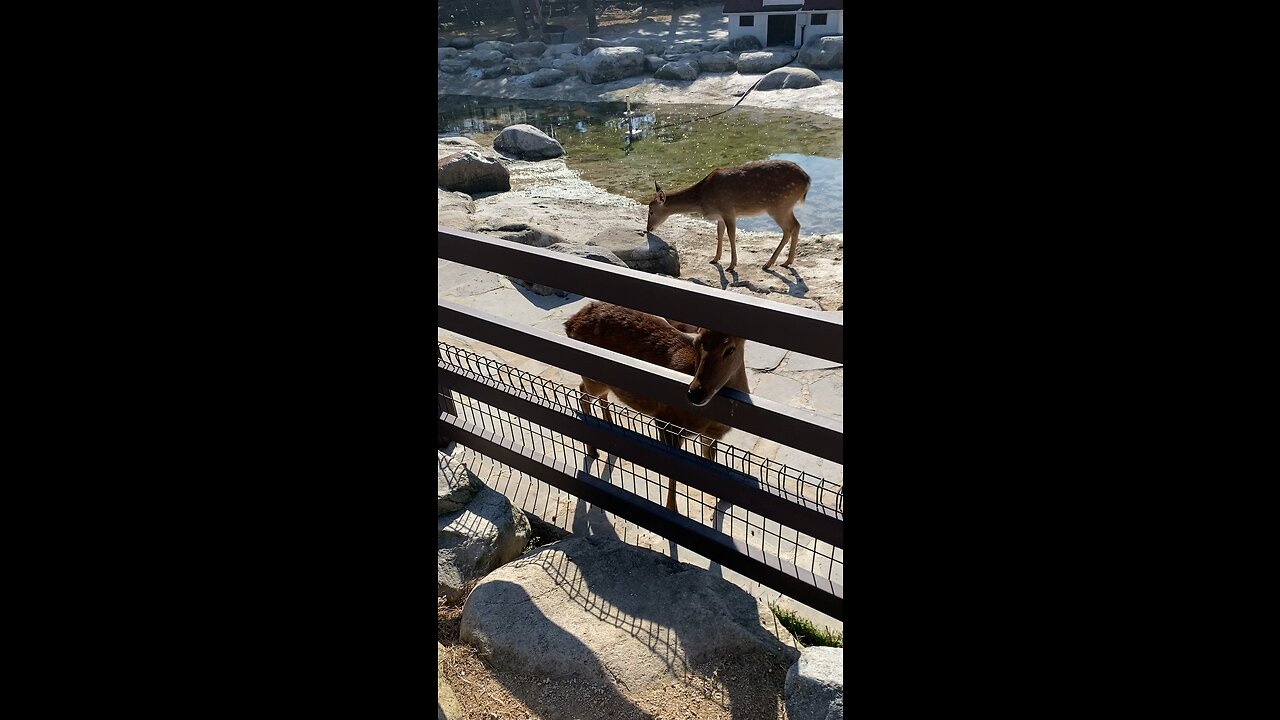 Watching the animal farm at the accommodation Baby deer