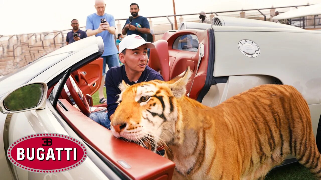 THIS TIGER DESTROYED MY BUGATTI 😱