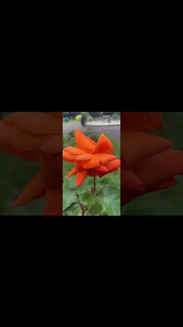 Pinkish rose such a interesting shape-east London park