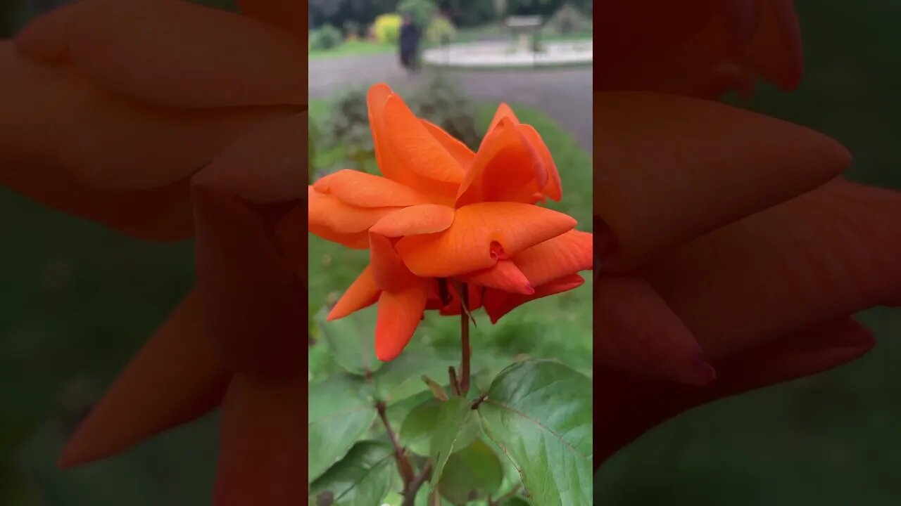 Pinkish rose such a interesting shape-east London park