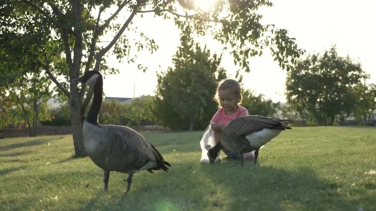 Cute little girl feeding wild geese at green summer meadow8587